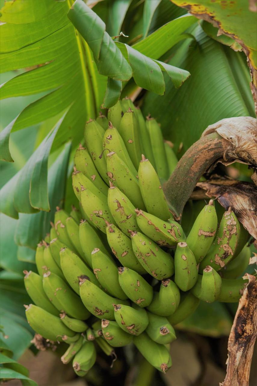 Herdade Do Ananas Πόντα Ντελγκάντα Εξωτερικό φωτογραφία