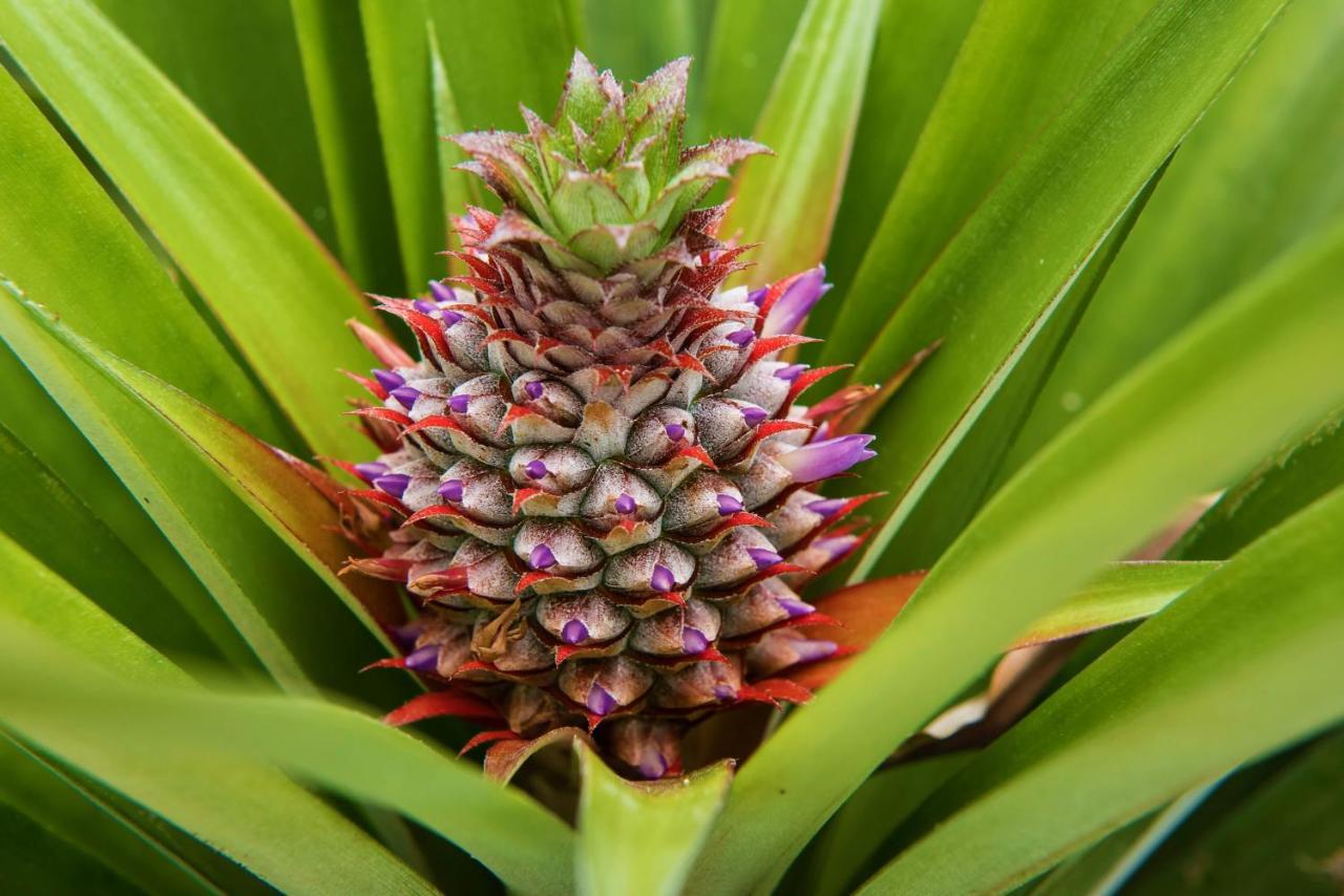 Herdade Do Ananas Πόντα Ντελγκάντα Εξωτερικό φωτογραφία