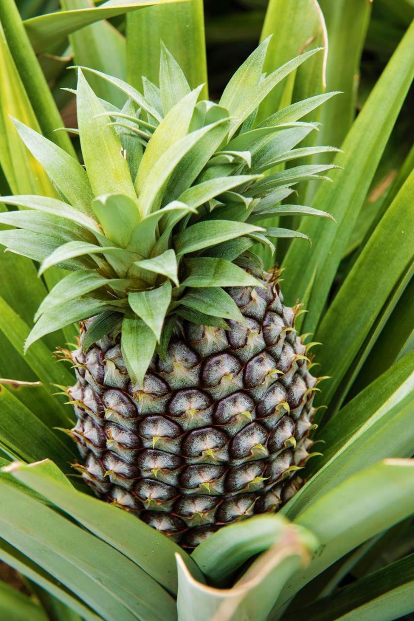Herdade Do Ananas Πόντα Ντελγκάντα Εξωτερικό φωτογραφία